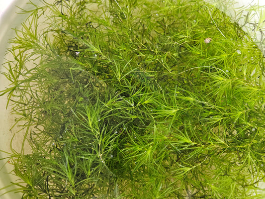 Guppy Grass | FishyPH